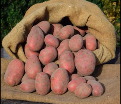 Kartoffeln rot 1,5kg festkochend Bauernhof Koch