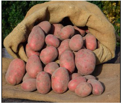 Kartoffeln rot festkochend 1,5kg Bauernhof Koch