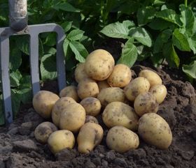 Kartoffeln mehligkochend 1,5kg Bauernhof Koch